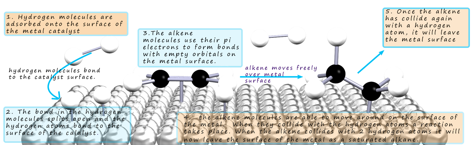 Explanation and 3d model to show how an alkene is hydrogenated on the surface of a catalyst.